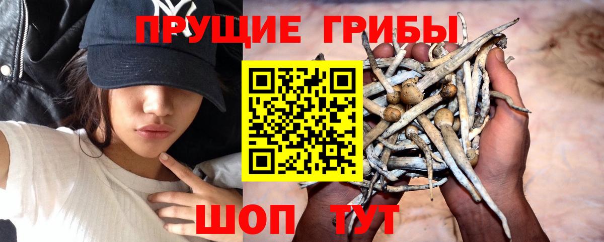 Псилоцибиновые грибы Cubensis Новосибирск